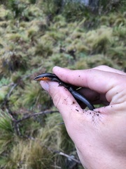 Acritoscincus platynotus