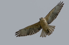 Buteo solitarius