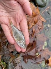 Cymatogaster aggregata