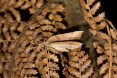 Sestra humeraria