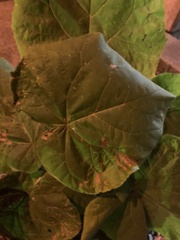 Cucurbita moschata