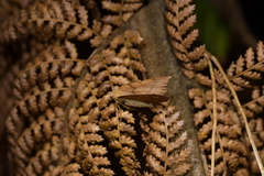 Sestra humeraria