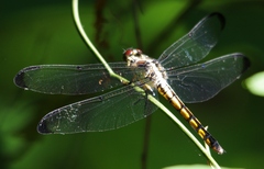Libellula vibrans