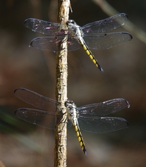 Libellula vibrans