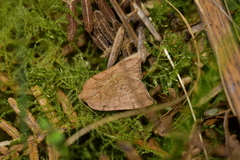 Sestra humeraria
