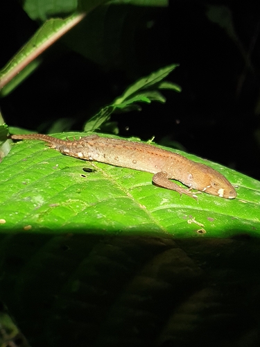 Gelanesaurus flavogularis (Altamirano-Benavides, Zaher, Lobo, Grazziotin, Sales-Nunes & Rodrigues, 2013)
