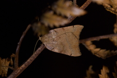 Sestra humeraria