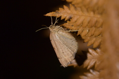 Sestra humeraria