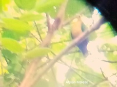 Ptilinopus mangoliensis