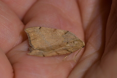 Sestra humeraria