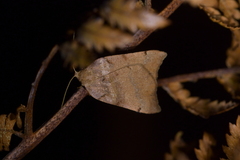Sestra humeraria