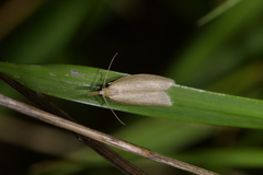 Microdes epicryptis
