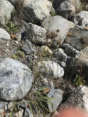 Phyteuma scheuchzeri