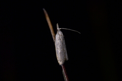 Paramorpha marginata