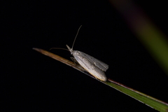 Paramorpha marginata