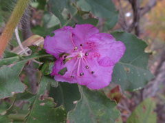 Rhododendron mucronulatum
