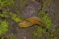 Athoracophorus