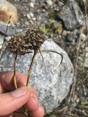 Phyteuma scheuchzeri