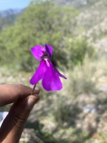 Pinguicula moranensis (Pinguicula moranensis)