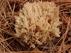 Ramaria gracilis