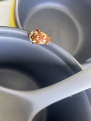 Asiophrida spectabilis