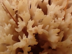 Ramaria gracilis