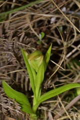 Pterostylis silvicultrix