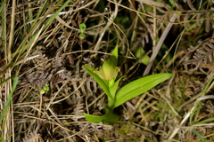Pterostylis silvicultrix