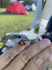 Asiophrida spectabilis