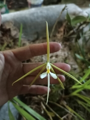 Epidendrum nocturnum