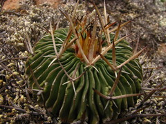 Echinofossulocactus pentacanthus