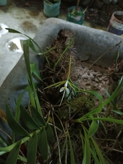 Epidendrum nocturnum