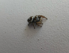 Phidippus arizonensis