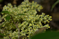 Plagianthus regius chathamicus