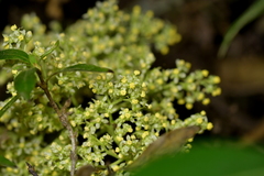 Plagianthus regius chathamicus