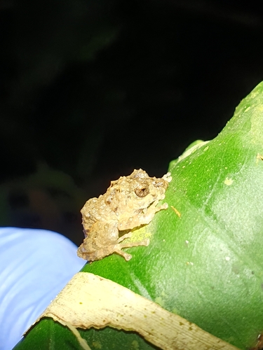 Orange-groined Rain Frog, Pristimantis croceoinguinis