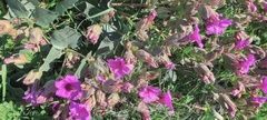 Mirabilis multiflora pubescens