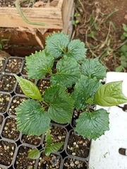 Cordia stenoclada