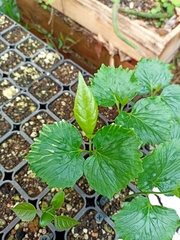 Cordia stenoclada
