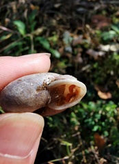 Traumatophora fraterminor