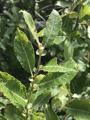 Salix appendiculata