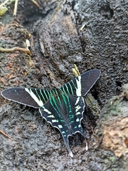 Urania fulgens
