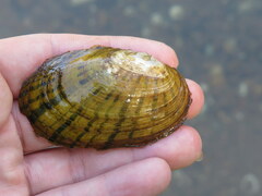 Cambarunio taeniatus