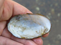 Cambarunio taeniatus