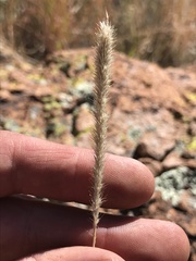 Muhlenbergia alopecuroides