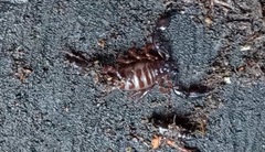 Chactas ozendai