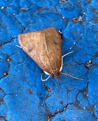 Uresiphita
