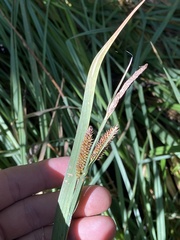 Carex utriculata