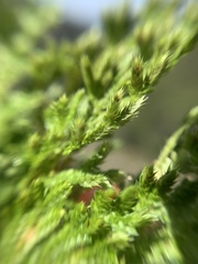 Selaginella