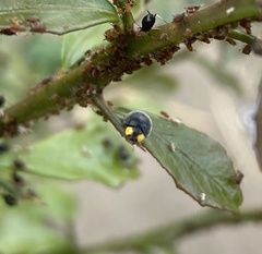 Apolinus lividigaster